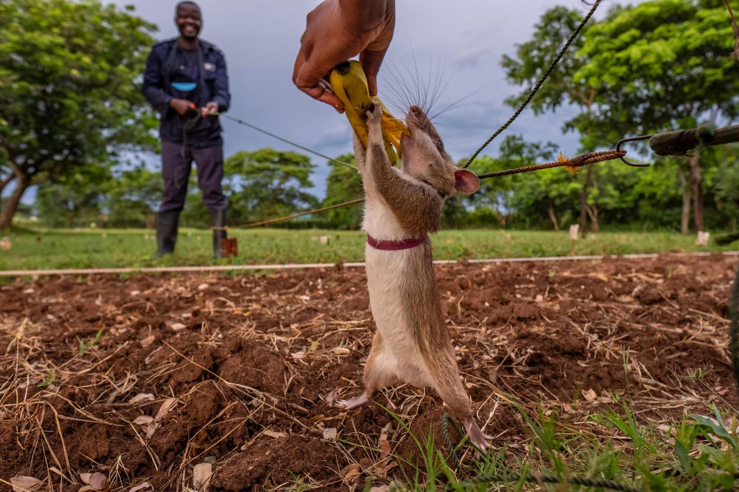 Afrikanische Riesenratte beißt in Banane