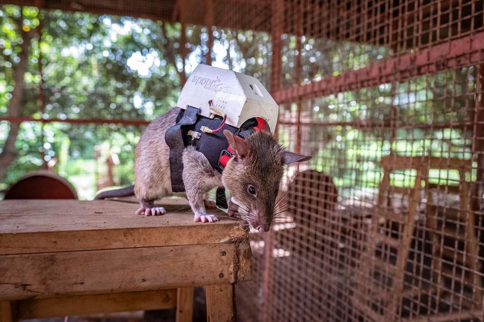 Riesenhamsterratte mit Audiogerät und Kamera Riesenhamsterratte mit Audiogerät und Kamera