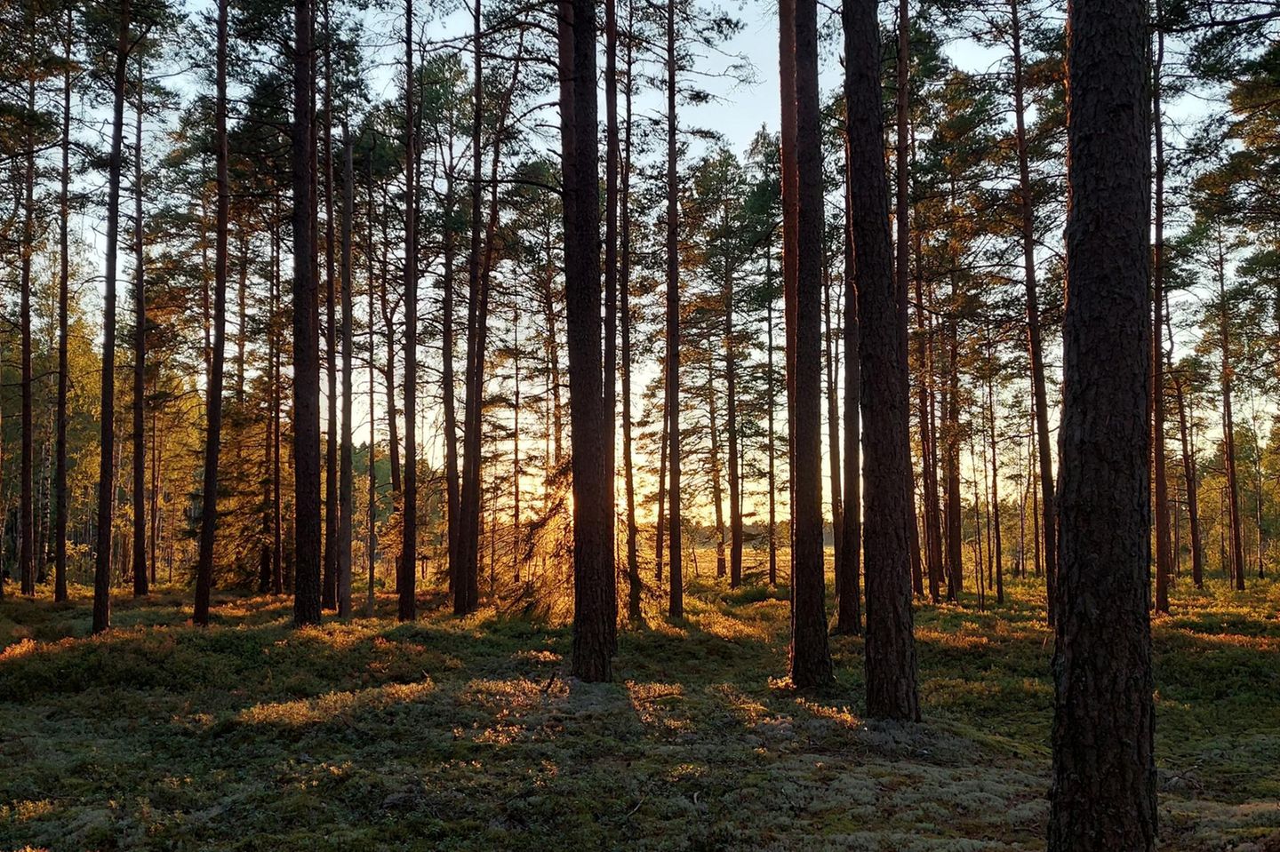 Vogelhotel und Brutgebiet: Moor im Store Mosse Nationalpark in Schweden Ein dichter Wald im Moorgebiet, durch das das warme licht der Sonne bricht.