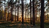 Ein dichter Wald im Moorgebiet, durch das das warme licht der Sonne bricht.