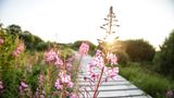 Blume in unberührter Natur mit Steg im gegenlicht der untergehenden Sonne