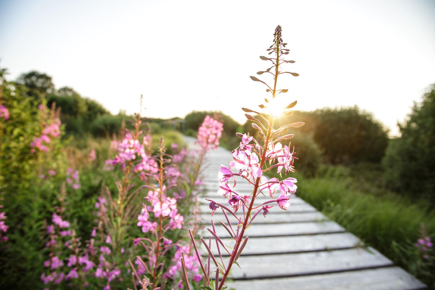 Wo Weidenröschenkraut in der Abendsonne leuchtet: Hohes Venn in Deutschland und Belgien Blume in unberührter Natur mit Steg im gegenlicht der untergehenden Sonne
