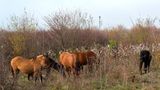 Wildlebende Pferde im Naturschutzgebiet Zasavica.
