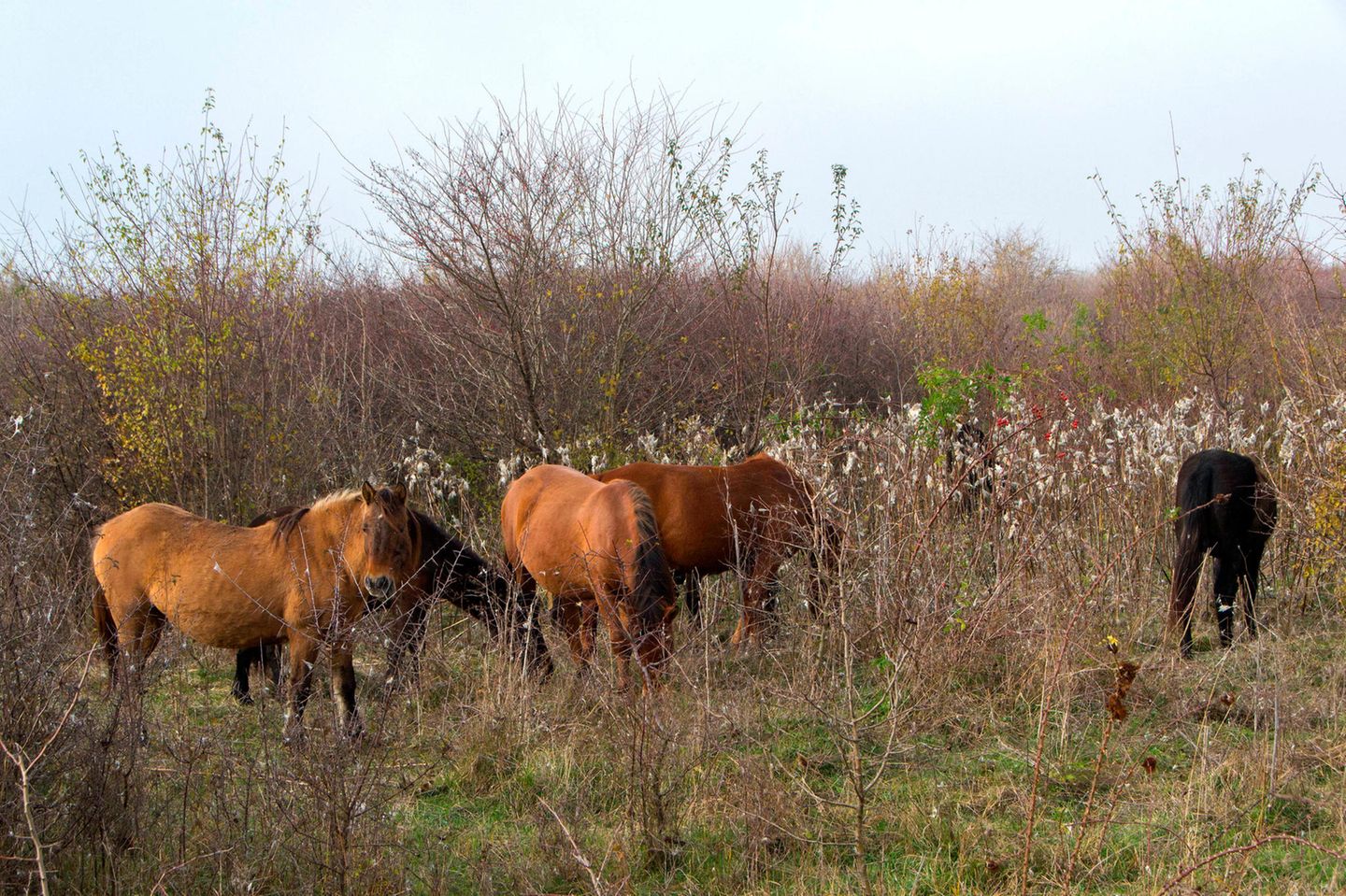 Unter besonderem Schutz: das Niedermoor Zasavica in Serbien Wildlebende Pferde im Naturschutzgebiet Zasavica.
