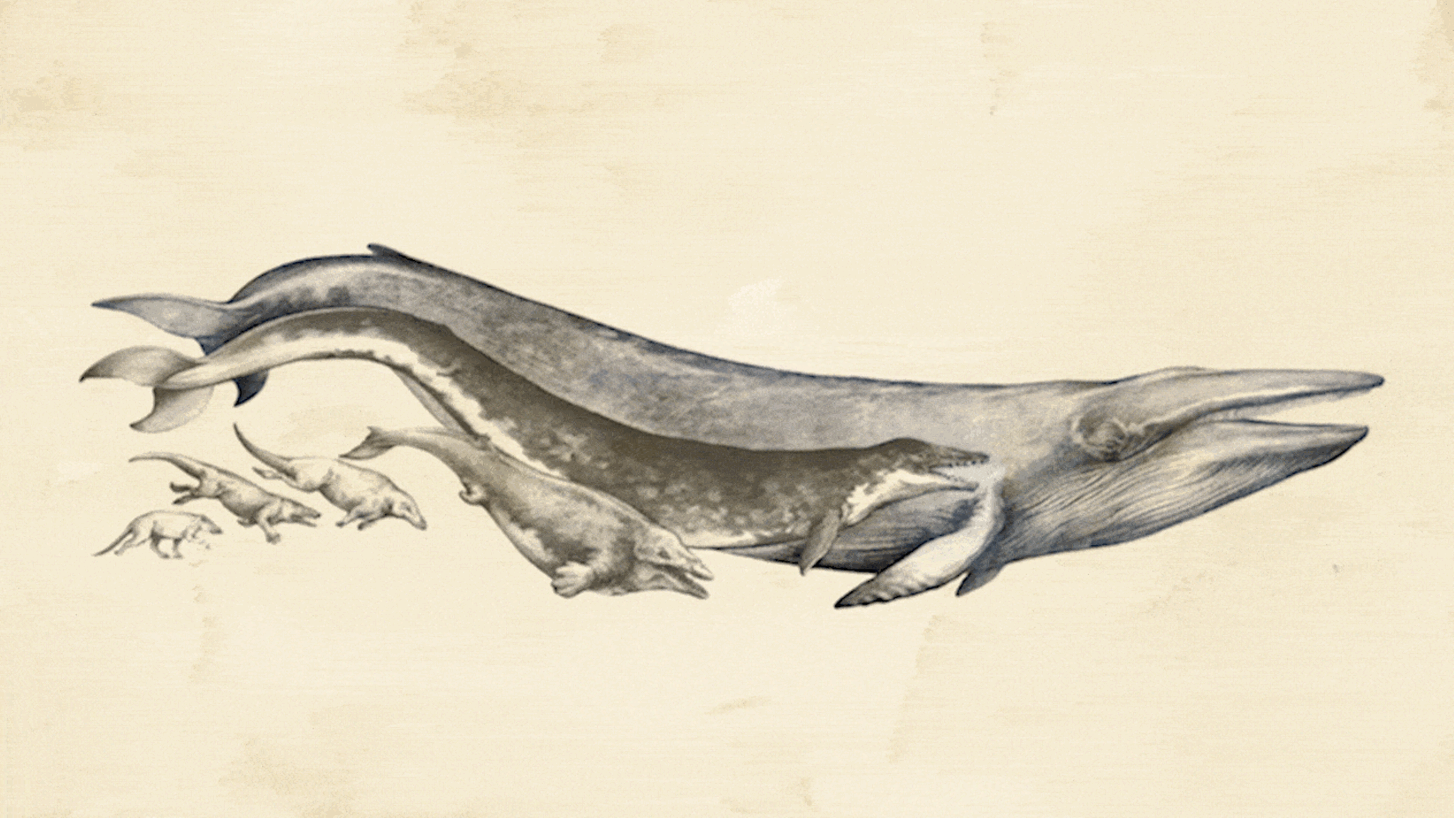 Evolution : Die Evolution der Wale aus landlebenden Huftieren ist ein Paradebeispiel für die Wandelbarkeit der Säugetiere Die Evolution der Wale aus landlebenden Huftieren ist ein Paradebeispiel für die Wandelbarkeit der Säugetiere