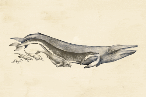 Evolution : Siegeszug der Säugetiere: Wie im Schatten der Dinos eine Weltmacht heranwuchs