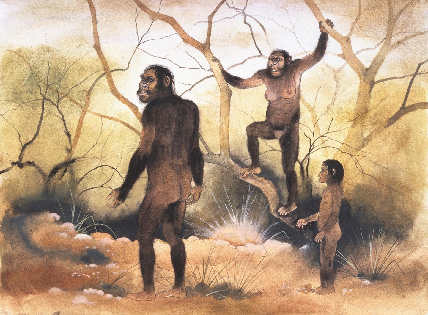 Eine gemalte Szenerie, die drei Australopithecus abbildet . Sie stehen in einer Landschaft aus Geäst und Gestrüpp.
