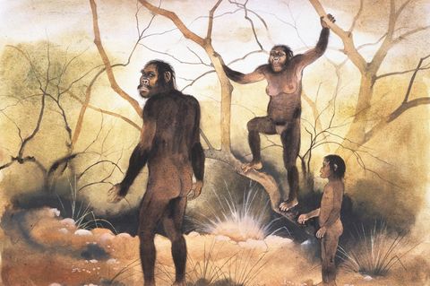 Eine gemalte Szenerie, die drei Australopithecus abbildet . Sie stehen in einer Landschaft aus Geäst und Gestrüpp.