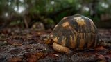 Sie gilt als eine der schönsten Schildkrötenarten: Die madagassische Strahlenschildkröte (Astrochelys radiata) ist bekannt für die gelben, strahlenförmigen Linien und Elemente, die typischerweise ihren Panzer zieren. Jedes Tier hat ein individuelles Strahlenmuster, an dem man es ein Leben lang erkennen kann. Dazu erreichen sie eine recht ordentliche Größe: Männliche Tiere bringen es auf eine Panzerlänge von knapp 40 Zentimetern bei einem Gewicht von zehn bis 15 Kilogramm. Wenn die Tiere es schaffen, sehr alt zu werden, können sie sogar bis zu 80 Zentimeter lang und 20 Kilogramm schwer werden. Weltweit leben viele Strahlenschildkröten in Zoos, doch natürlicherweise kommt die Art nur auf Madagaskar vor. Dort findet man sie bevorzugt in den Trockenwäldern sowie den Dornbuschsavannen im Süden. Strahlenschildkröten sind als vom Aussterben bedrohte Art gelistet. Auf Madagaskar gelten sie als Delikatessen, zudem werden sie weltweit als exotische Haustiere gehandelt. 