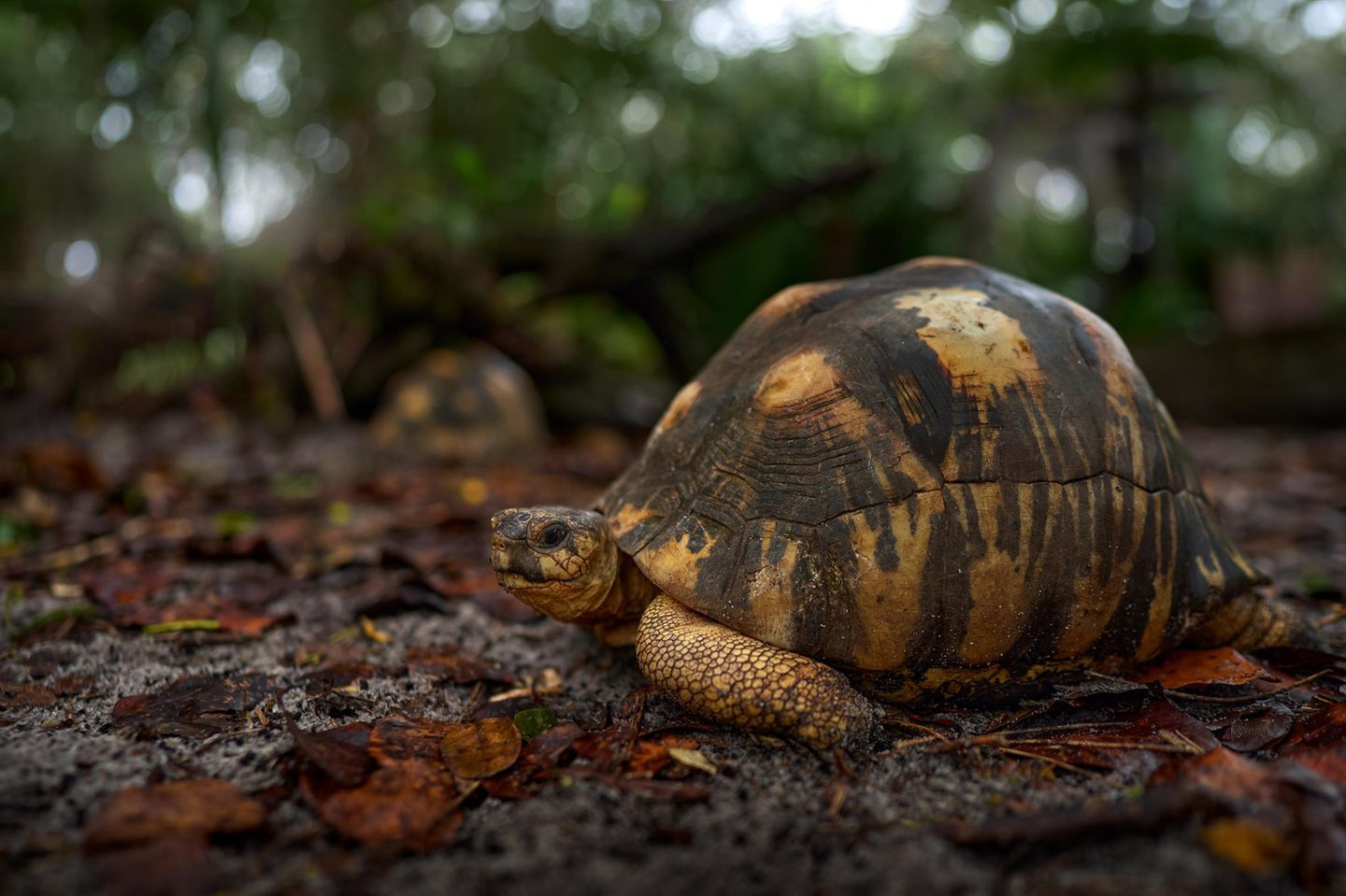 Sie gilt als eine der schönsten Schildkrötenarten: Die madagassische Strahlenschildkröte (Astrochelys radiata) ist bekannt für die gelben, strahlenförmigen Linien und Elemente, die typischerweise ihren Panzer zieren. Jedes Tier hat ein individuelles Strahlenmuster, an dem man es ein Leben lang erkennen kann. Dazu erreichen sie eine recht ordentliche Größe: Männliche Tiere bringen es auf eine Panzerlänge von knapp 40 Zentimetern bei einem Gewicht von zehn bis 15 Kilogramm. Wenn die Tiere es schaffen, sehr alt zu werden, können sie sogar bis zu 80 Zentimeter lang und 20 Kilogramm schwer werden. Weltweit leben viele Strahlenschildkröten in Zoos, doch natürlicherweise kommt die Art nur auf Madagaskar vor. Dort findet man sie bevorzugt in den Trockenwäldern sowie den Dornbuschsavannen im Süden. Strahlenschildkröten sind als vom Aussterben bedrohte Art gelistet. Auf Madagaskar gelten sie als Delikatessen, zudem werden sie weltweit als exotische Haustiere gehandelt. 