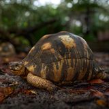 Sie gilt als eine der schönsten Schildkrötenarten: Die madagassische Strahlenschildkröte (Astrochelys radiata) ist bekannt für die gelben, strahlenförmigen Linien und Elemente, die typischerweise ihren Panzer zieren. Jedes Tier hat ein individuelles Strahlenmuster, an dem man es ein Leben lang erkennen kann. Dazu erreichen sie eine recht ordentliche Größe: Männliche Tiere bringen es auf eine Panzerlänge von knapp 40 Zentimetern bei einem Gewicht von zehn bis 15 Kilogramm. Wenn die Tiere es schaffen, sehr alt zu werden, können sie sogar bis zu 80 Zentimeter lang und 20 Kilogramm schwer werden. Weltweit leben viele Strahlenschildkröten in Zoos, doch natürlicherweise kommt die Art nur auf Madagaskar vor. Dort findet man sie bevorzugt in den Trockenwäldern sowie den Dornbuschsavannen im Süden. Strahlenschildkröten sind als vom Aussterben bedrohte Art gelistet. Auf Madagaskar gelten sie als Delikatessen, zudem werden sie weltweit als exotische Haustiere gehandelt. 