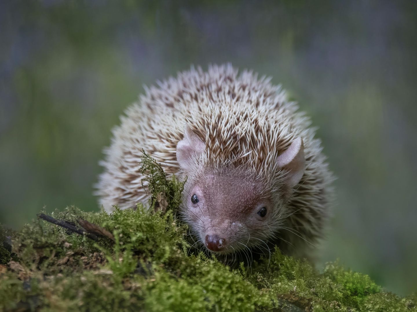 Sieht aus wie ein Igel, ist aber keiner. Auch Tenreks gibt es ausschließlich auf Madagaskar. Hier zu sehen ist ein Kleiner Igeltenrek (Echinops telfairi), dessen Name nicht auf eine Verwandtschaft mit dem Igel hinweist. Tatsächlich werden die madagassischen Stachelträger nur etwa halb so groß wie ihre Namensvetter. Sie bringen es auf eine Körperlänge zwischen 12 und 18 Zentimetern und auf ein Gewicht von bis zu ungefähr 200 Gramm. Außerdem sind sie hochbeiniger als Igel und können mit ihren kurzen, stark gebogenen Krallen sehr gut auf Bäumen und im Geäst umherklettern. Zu finden ist der Kleine Igeltenrek in trockenen Wäldern, Buschgebieten und Graslandschaften im Westen und Süden von Madagaskar. Auch das Bewohnen von durch den Menschen geprägten Lebensräumen scheint für die Tiere kein Problem zu sein. 