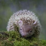 Sieht aus wie ein Igel, ist aber keiner. Auch Tenreks gibt es ausschließlich auf Madagaskar. Hier zu sehen ist ein Kleiner Igeltenrek (Echinops telfairi), dessen Name nicht auf eine Verwandtschaft mit dem Igel hinweist. Tatsächlich werden die madagassischen Stachelträger nur etwa halb so groß wie ihre Namensvetter. Sie bringen es auf eine Körperlänge zwischen 12 und 18 Zentimetern und auf ein Gewicht von bis zu ungefähr 200 Gramm. Außerdem sind sie hochbeiniger als Igel und können mit ihren kurzen, stark gebogenen Krallen sehr gut auf Bäumen und im Geäst umherklettern. Zu finden ist der Kleine Igeltenrek in trockenen Wäldern, Buschgebieten und Graslandschaften im Westen und Süden von Madagaskar. Auch das Bewohnen von durch den Menschen geprägten Lebensräumen scheint für die Tiere kein Problem zu sein. 