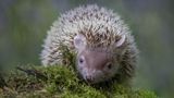 Sieht aus wie ein Igel, ist aber keiner. Auch Tenreks gibt es ausschließlich auf Madagaskar. Hier zu sehen ist ein Kleiner Igeltenrek (Echinops telfairi), dessen Name nicht auf eine Verwandtschaft mit dem Igel hinweist. Tatsächlich werden die madagassischen Stachelträger nur etwa halb so groß wie ihre Namensvetter. Sie bringen es auf eine Körperlänge zwischen 12 und 18 Zentimetern und auf ein Gewicht von bis zu ungefähr 200 Gramm. Außerdem sind sie hochbeiniger als Igel und können mit ihren kurzen, stark gebogenen Krallen sehr gut auf Bäumen und im Geäst umherklettern. Zu finden ist der Kleine Igeltenrek in trockenen Wäldern, Buschgebieten und Graslandschaften im Westen und Süden von Madagaskar. Auch das Bewohnen von durch den Menschen geprägten Lebensräumen scheint für die Tiere kein Problem zu sein. 