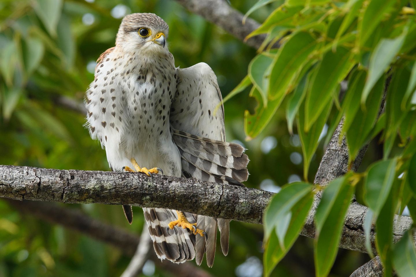 Abstecher der Evolution: Der Madagaskarfalke (Falco newtoni) ist ein anpassungsfähiger Vertreter der Falkenartigen (Falconidae) von Madagaskar. Er fühlt sich in unterschiedlichen Lebensräumen zu Hause, von offenen Graslandschaften über Waldränder bis hin zu städtischen Gebieten. Seine Hauptnahrungsquelle sind Insekten, aber auch Eidechsen fallen ins Beuteschema des mittelgroßen Falken. Der Madagaskarfalke (Falco newtoni) ist ein anpassungsfähiger Vertreter der Falkenartigen (Falconidae) von Madagaskar. Er fühlt sich in unterschiedlichen Lebensräumen zu Hause, von offenen Graslandschaften über Waldränder bis hin zu städtischen Gebieten. Seine Hauptnahrungsquelle sind Insekten, aber auch Eidechsen fallen ins Beuteschema des mittelgroßen Falken.