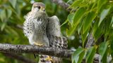 Der Madagaskarfalke (Falco newtoni) ist ein anpassungsfähiger Vertreter der Falkenartigen (Falconidae) von Madagaskar. Er fühlt sich in unterschiedlichen Lebensräumen zu Hause, von offenen Graslandschaften über Waldränder bis hin zu städtischen Gebieten. Seine Hauptnahrungsquelle sind Insekten, aber auch Eidechsen fallen ins Beuteschema des mittelgroßen Falken. 