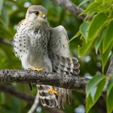 Der Madagaskarfalke (Falco newtoni) ist ein anpassungsfähiger Vertreter der Falkenartigen (Falconidae) von Madagaskar. Er fühlt sich in unterschiedlichen Lebensräumen zu Hause, von offenen Graslandschaften über Waldränder bis hin zu städtischen Gebieten. Seine Hauptnahrungsquelle sind Insekten, aber auch Eidechsen fallen ins Beuteschema des mittelgroßen Falken. 