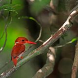 Trotz seines Namens ist der Madagaskarfischer (Ceyx madagascariensis) nicht auf das Fischen in Gewässern angewiesen. Der kleine, orange-rote Überlebenskünstler fühlt sich dagegen in vielen Lebensärumen wohl: Savannen, Trockenwäldern, Regenwäldern, an der Küste und sogar im Hochland von Madagaskar. Mit einer Größe von ungefähr 13 Zentimetern und einem Gewicht von nur 20 Gramm handelt es sich um einen eher kleinen Angehörigen der Familie der Eisvögel. Dafür ist er aber vielseitig und verspeist sowohl Frösche als auch Insekten und kleine Reptilien. 