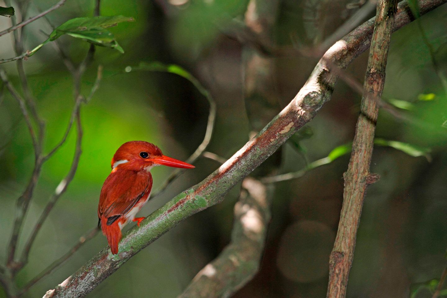 Trotz seines Namens ist der Madagaskarfischer (Ceyx madagascariensis) nicht auf das Fischen in Gewässern angewiesen. Der kleine, orange-rote Überlebenskünstler fühlt sich dagegen in vielen Lebensärumen wohl: Savannen, Trockenwäldern, Regenwäldern, an der Küste und sogar im Hochland von Madagaskar. Mit einer Größe von ungefähr 13 Zentimetern und einem Gewicht von nur 20 Gramm handelt es sich um einen eher kleinen Angehörigen der Familie der Eisvögel. Dafür ist er aber vielseitig und verspeist sowohl Frösche als auch Insekten und kleine Reptilien. 