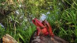 Rot signalisiert "giftig" im Tierreich. So auch beim Roten Tomatenfrosch (Dyscophus antongilii). Seine auffällige Färbung soll abschreckend auf Fressfeinde wirken. Fühlt sich das Tier bedroht, kann es sich aufblähen und ein Hautdrüsensekret verspritzen, das beispielsweise beim Menschen zu Schwellungen der Haut führt. Wirkt der Name vielleicht ein bisschen doppelt gemoppelt, ist er aber Programm. So variiert die Färbung der Tiere von Orange über Rotbraun bis hin zu Dunkelrot, während der Bauch sich im Kontrast dazu gelblich-weiß absetzt. Dazu zählt der Rote Tomatenfrosch zu den wenigen Froscharten, die Zähne haben. Hüpfen kann er dafür nicht so gut. Mit den kurzen Beinen und dem gedrungenen Körper können die Tiere aber ein bisschen klettern. Die feurig aussehenden Frösche gibt es nur in einer überschaubaren Region auf Madagaskar: Verbreitet sind sie in der Bucht von Antongli bis südlich von Tamtave. 