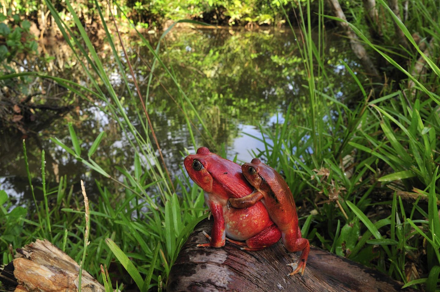 Rot signalisiert "giftig" im Tierreich. So auch beim Roten Tomatenfrosch (Dyscophus antongilii). Seine auffällige Färbung soll abschreckend auf Fressfeinde wirken. Fühlt sich das Tier bedroht, kann es sich aufblähen und ein Hautdrüsensekret verspritzen, das beispielsweise beim Menschen zu Schwellungen der Haut führt. Wirkt der Name vielleicht ein bisschen doppelt gemoppelt, ist er aber Programm. So variiert die Färbung der Tiere von Orange über Rotbraun bis hin zu Dunkelrot, während der Bauch sich im Kontrast dazu gelblich-weiß absetzt. Dazu zählt der Rote Tomatenfrosch zu den wenigen Froscharten, die Zähne haben. Hüpfen kann er dafür nicht so gut. Mit den kurzen Beinen und dem gedrungenen Körper können die Tiere aber ein bisschen klettern. Die feurig aussehenden Frösche gibt es nur in einer überschaubaren Region auf Madagaskar: Verbreitet sind sie in der Bucht von Antongli bis südlich von Tamtave. 