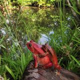 Rot signalisiert "giftig" im Tierreich. So auch beim Roten Tomatenfrosch (Dyscophus antongilii). Seine auffällige Färbung soll abschreckend auf Fressfeinde wirken. Fühlt sich das Tier bedroht, kann es sich aufblähen und ein Hautdrüsensekret verspritzen, das beispielsweise beim Menschen zu Schwellungen der Haut führt. Wirkt der Name vielleicht ein bisschen doppelt gemoppelt, ist er aber Programm. So variiert die Färbung der Tiere von Orange über Rotbraun bis hin zu Dunkelrot, während der Bauch sich im Kontrast dazu gelblich-weiß absetzt. Dazu zählt der Rote Tomatenfrosch zu den wenigen Froscharten, die Zähne haben. Hüpfen kann er dafür nicht so gut. Mit den kurzen Beinen und dem gedrungenen Körper können die Tiere aber ein bisschen klettern. Die feurig aussehenden Frösche gibt es nur in einer überschaubaren Region auf Madagaskar: Verbreitet sind sie in der Bucht von Antongli bis südlich von Tamtave. 