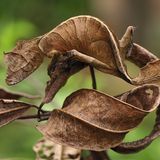 Ist hier überhaupt ein Tier zu sehen? Der Gespenst-Blattschwanzgecko (Uroplatus phantasticus) lebt gut getarnt in den Regenwäldern Madagaskars. Auch diese Tierart ist hier endemisch. Namensgebend sind zwei ihrer besonderen Eigenschaften: Zum einen die Tarnfähigkeit der kleinen Geckoart und zum anderen die blattförmige, platte Gestalt seines Schwanzes – mitunter ist die Tierart deshalb im deutschsprachigen Raum auch als Plattschwanzgecko bekannt. Mit seiner Körperfarbe deckt der Gecko eine ganze Palette ab: Orange, hellbraun, lila, gelb und braun gesprenkelt können die acht bis 30 Zentimeter großen Echsen erscheinen. Gekonnt verschmilzt der kleine Tarnkünstler dann mit seiner Umgebung und schützt sich so nicht nur vor Angreifern, sondern erleichtert sich selbst die Jagd auf seine bevorzugte Beute: Insekten. 