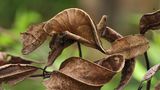 Ist hier überhaupt ein Tier zu sehen? Der Gespenst-Blattschwanzgecko (Uroplatus phantasticus) lebt gut getarnt in den Regenwäldern Madagaskars. Auch diese Tierart ist hier endemisch. Namensgebend sind zwei ihrer besonderen Eigenschaften: Zum einen die Tarnfähigkeit der kleinen Geckoart und zum anderen die blattförmige, platte Gestalt seines Schwanzes – mitunter ist die Tierart deshalb im deutschsprachigen Raum auch als Plattschwanzgecko bekannt. Mit seiner Körperfarbe deckt der Gecko eine ganze Palette ab: Orange, hellbraun, lila, gelb und braun gesprenkelt können die acht bis 30 Zentimeter großen Echsen erscheinen. Gekonnt verschmilzt der kleine Tarnkünstler dann mit seiner Umgebung und schützt sich so nicht nur vor Angreifern, sondern erleichtert sich selbst die Jagd auf seine bevorzugte Beute: Insekten. 