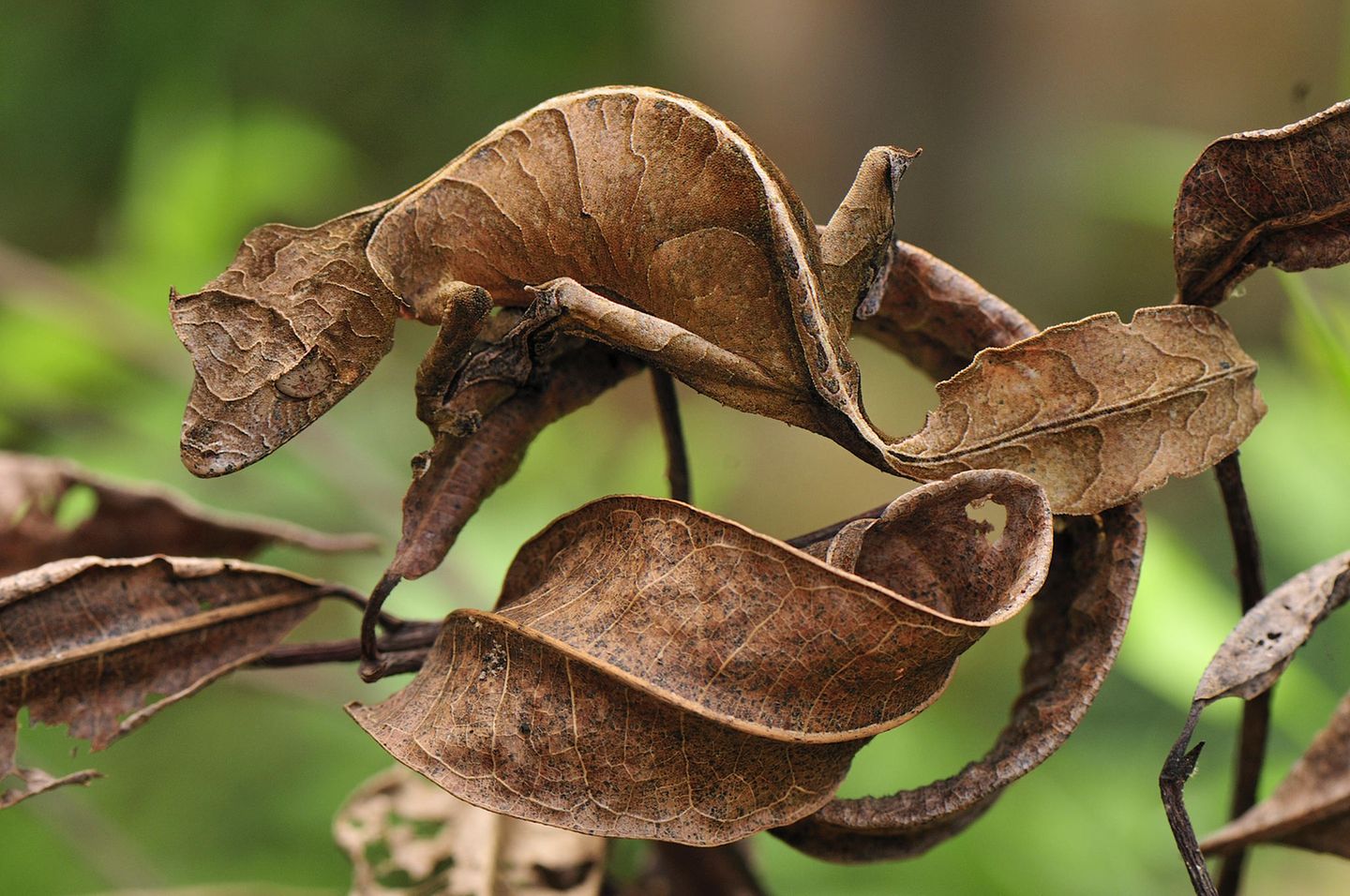 Ist hier überhaupt ein Tier zu sehen? Der Gespenst-Blattschwanzgecko (Uroplatus phantasticus) lebt gut getarnt in den Regenwäldern Madagaskars. Auch diese Tierart ist hier endemisch. Namensgebend sind zwei ihrer besonderen Eigenschaften: Zum einen die Tarnfähigkeit der kleinen Geckoart und zum anderen die blattförmige, platte Gestalt seines Schwanzes – mitunter ist die Tierart deshalb im deutschsprachigen Raum auch als Plattschwanzgecko bekannt. Mit seiner Körperfarbe deckt der Gecko eine ganze Palette ab: Orange, hellbraun, lila, gelb und braun gesprenkelt können die acht bis 30 Zentimeter großen Echsen erscheinen. Gekonnt verschmilzt der kleine Tarnkünstler dann mit seiner Umgebung und schützt sich so nicht nur vor Angreifern, sondern erleichtert sich selbst die Jagd auf seine bevorzugte Beute: Insekten. 