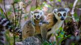 Sie sind wohl die bekannteste Lemurenart Madagaskars: Kattas (Lemur katta) sind leicht an ihren langen, quer gestreiften Schwänzen zu erkennen. Diese werden bis zu 62 Zentimeter lang, während der Rest des leichten Körpers um die 45 Zentimeter misst und um die zwei bis drei Kilogramm schwer wird. Und ja – König Julien aus den animierten "Madagascar"-Filmen soll ein Katta sein. Die flinken Leichtgewichte unterscheiden sich nicht nur durch ihren mit 13 bis 15 Streifen gefärbten Schwanz von anderen Lemuren. Sie sind außerdem ausschließlich tagaktiv. Charakteristisch für die Tiere ist es, den Morgen mit einem Sonnenbad zu beginnen. Dabei sitzen sie auf dem Boden und richten den Oberkörper mit ausgestreckten Armen der wärmenden Sonne entgegen. 