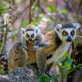 Sie sind wohl die bekannteste Lemurenart Madagaskars: Kattas (Lemur katta) sind leicht an ihren langen, quer gestreiften Schwänzen zu erkennen. Diese werden bis zu 62 Zentimeter lang, während der Rest des leichten Körpers um die 45 Zentimeter misst und um die zwei bis drei Kilogramm schwer wird. Und ja – König Julien aus den animierten "Madagascar"-Filmen soll ein Katta sein. Die flinken Leichtgewichte unterscheiden sich nicht nur durch ihren mit 13 bis 15 Streifen gefärbten Schwanz von anderen Lemuren. Sie sind außerdem ausschließlich tagaktiv. Charakteristisch für die Tiere ist es, den Morgen mit einem Sonnenbad zu beginnen. Dabei sitzen sie auf dem Boden und richten den Oberkörper mit ausgestreckten Armen der wärmenden Sonne entgegen. 