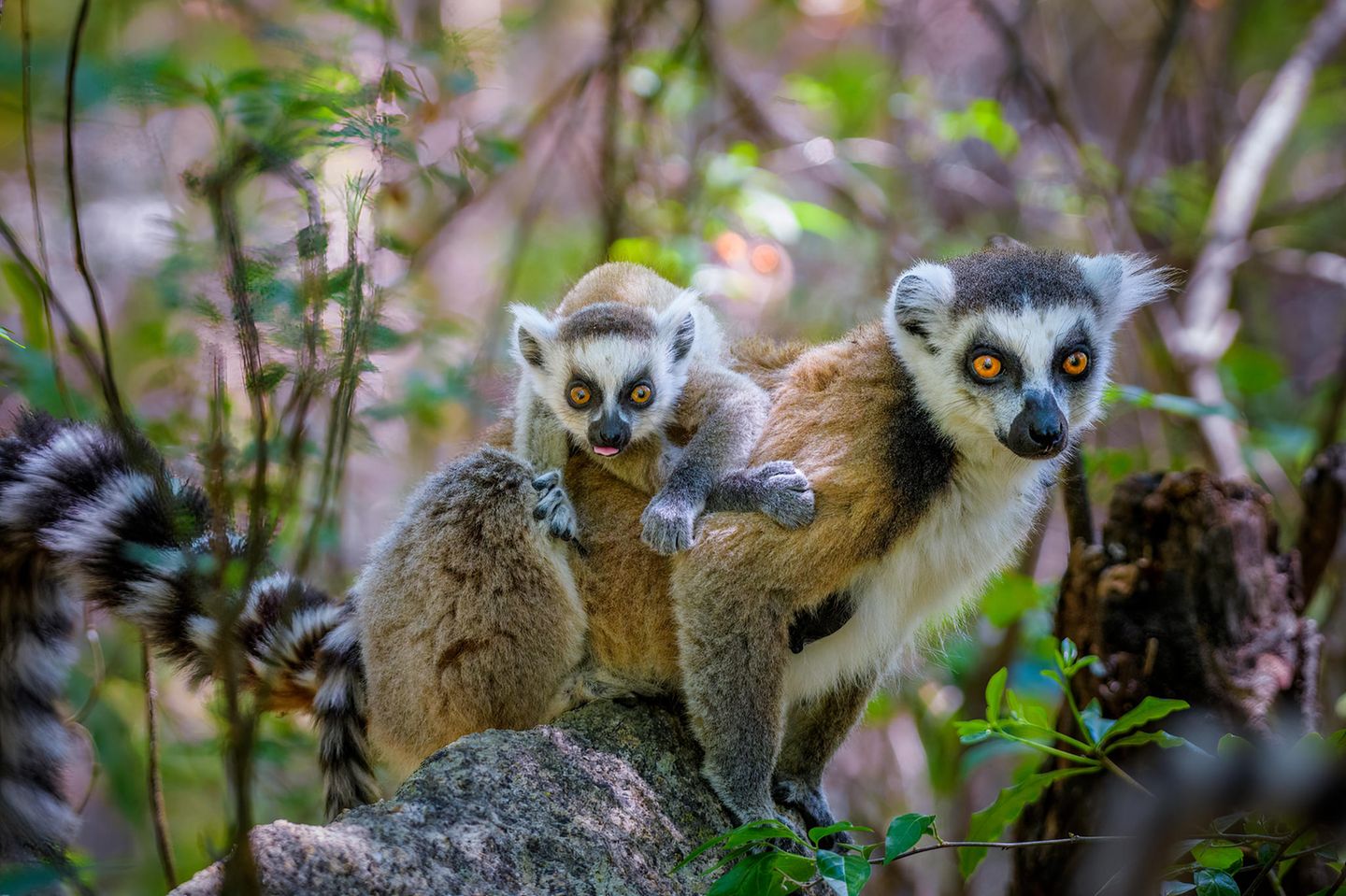 Sie sind wohl die bekannteste Lemurenart Madagaskars: Kattas (Lemur katta) sind leicht an ihren langen, quer gestreiften Schwänzen zu erkennen. Diese werden bis zu 62 Zentimeter lang, während der Rest des leichten Körpers um die 45 Zentimeter misst und um die zwei bis drei Kilogramm schwer wird. Und ja – König Julien aus den animierten "Madagascar"-Filmen soll ein Katta sein. Die flinken Leichtgewichte unterscheiden sich nicht nur durch ihren mit 13 bis 15 Streifen gefärbten Schwanz von anderen Lemuren. Sie sind außerdem ausschließlich tagaktiv. Charakteristisch für die Tiere ist es, den Morgen mit einem Sonnenbad zu beginnen. Dabei sitzen sie auf dem Boden und richten den Oberkörper mit ausgestreckten Armen der wärmenden Sonne entgegen. 