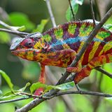 Für seine besonders kräftigen, strahlenden Farben ist das Pantherchamäleon (Furcifer Pardalis) bekannt. Es handelt sich dabei um relativ große Chamäleons, die es auf eine Gesamtkörperlänge von bis zu einem halben Meter bringen können. Die bunte Färbung ist dabei kein reiner Zufall, sondern hängt vom Verbreitungsgebiet ab. Im Norden der Insel sind die Pantherchamäleon-Männchen besonders bunt, während die Weibchen blassgrün-rot gefärbt sind. Dagegen sind die Männchen auf Nosy Be, einer Insel vor Nordwestküste Madagaskars, blau oder hellgrün mit weißen Streifen und die Weibchen blassgelb, grau oder rosa. 