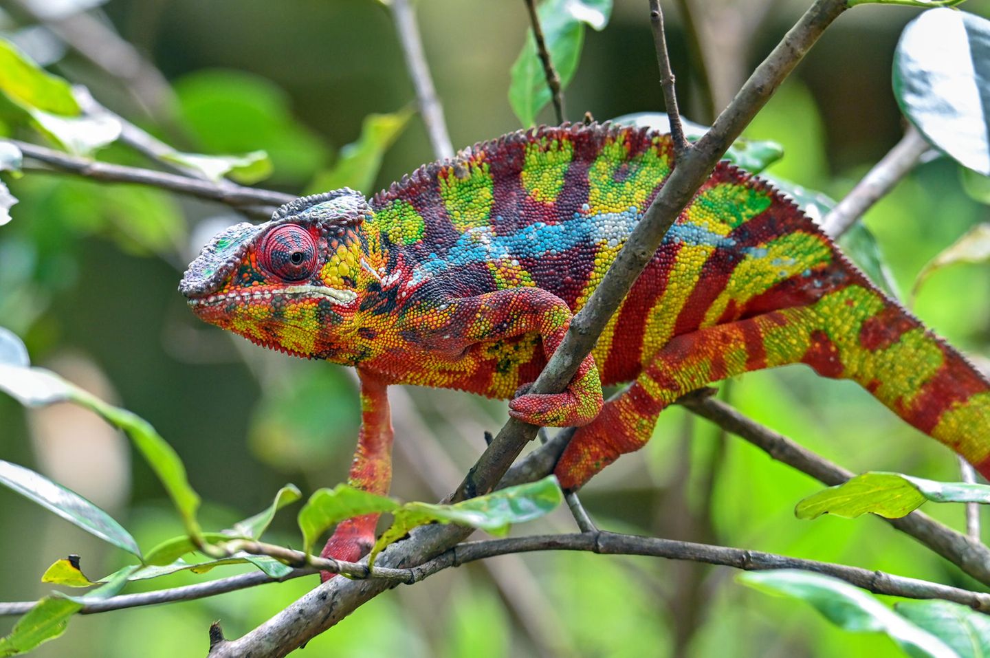 Für seine besonders kräftigen, strahlenden Farben ist das Pantherchamäleon (Furcifer Pardalis) bekannt. Es handelt sich dabei um relativ große Chamäleons, die es auf eine Gesamtkörperlänge von bis zu einem halben Meter bringen können. Die bunte Färbung ist dabei kein reiner Zufall, sondern hängt vom Verbreitungsgebiet ab. Im Norden der Insel sind die Pantherchamäleon-Männchen besonders bunt, während die Weibchen blassgrün-rot gefärbt sind. Dagegen sind die Männchen auf Nosy Be, einer Insel vor Nordwestküste Madagaskars, blau oder hellgrün mit weißen Streifen und die Weibchen blassgelb, grau oder rosa. 