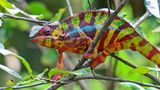Für seine besonders kräftigen, strahlenden Farben ist das Pantherchamäleon (Furcifer Pardalis) bekannt. Es handelt sich dabei um relativ große Chamäleons, die es auf eine Gesamtkörperlänge von bis zu einem halben Meter bringen können. Die bunte Färbung ist dabei kein reiner Zufall, sondern hängt vom Verbreitungsgebiet ab. Im Norden der Insel sind die Pantherchamäleon-Männchen besonders bunt, während die Weibchen blassgrün-rot gefärbt sind. Dagegen sind die Männchen auf Nosy Be, einer Insel vor Nordwestküste Madagaskars, blau oder hellgrün mit weißen Streifen und die Weibchen blassgelb, grau oder rosa. 