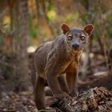 Flink schleichen sie durchs Unterholz und klettern mühelos von Baum zu Baum: Fossas (Cryptoprocta ferox) oder Frettkatzen sind mit einer Schulterhöhe von bis zu 35 Zentimetern und einer Körperlänge von bis zu 80 Zentimetern die größten Raubtiere Madagaskars. Sie bewohnen die Wälder der Insel und machen dort Jagd auf ihre bevorzugte Beute: Lemuren, Tenreks und andere Säugetiere stehen groß auf dem Speiseplan der gedrungenen Raubkatzen. Dabei legen sie weite Strecken zurück. So kann das Jagdrevier eines Männchens bis zu 90 Quadratkilometer groß sein. Fossas zählen zu den bedrohten Arten. Die Besiedlung durch den Menschen verkleinert nicht nur den Lebensraum der Tiere drastisch. Häufig werden sie gejagt und getötet – vorgeblich, weil sie auch Geflügel und kleinere Haustiere reißen können. Es wird geschätzt, dass mittlerweile weniger als 2500 ausgewachsene Tiere in freier Wildbahn auf Madagaskar leben. 