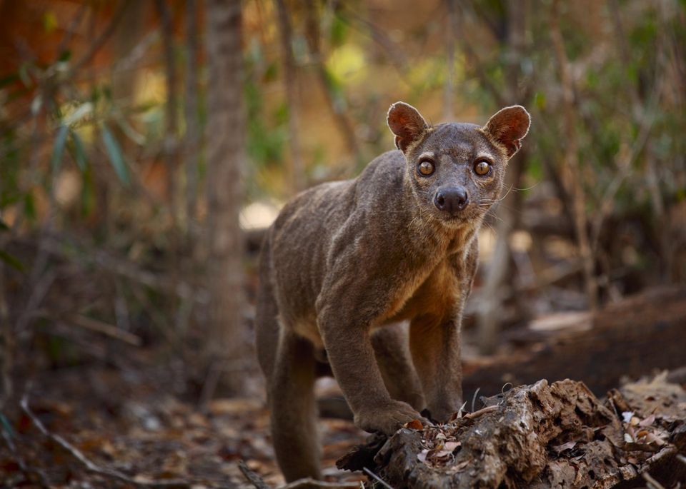 die-einzigartige-tierwelt-von-madagaskar-eine-reise-in-bildern-geo