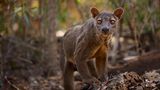 Flink schleichen sie durchs Unterholz und klettern mühelos von Baum zu Baum: Fossas (Cryptoprocta ferox) oder Frettkatzen sind mit einer Schulterhöhe von bis zu 35 Zentimetern und einer Körperlänge von bis zu 80 Zentimetern die größten Raubtiere Madagaskars. Sie bewohnen die Wälder der Insel und machen dort Jagd auf ihre bevorzugte Beute: Lemuren, Tenreks und andere Säugetiere stehen groß auf dem Speiseplan der gedrungenen Raubkatzen. Dabei legen sie weite Strecken zurück. So kann das Jagdrevier eines Männchens bis zu 90 Quadratkilometer groß sein. Fossas zählen zu den bedrohten Arten. Die Besiedlung durch den Menschen verkleinert nicht nur den Lebensraum der Tiere drastisch. Häufig werden sie gejagt und getötet – vorgeblich, weil sie auch Geflügel und kleinere Haustiere reißen können. Es wird geschätzt, dass mittlerweile weniger als 2500 ausgewachsene Tiere in freier Wildbahn auf Madagaskar leben. 