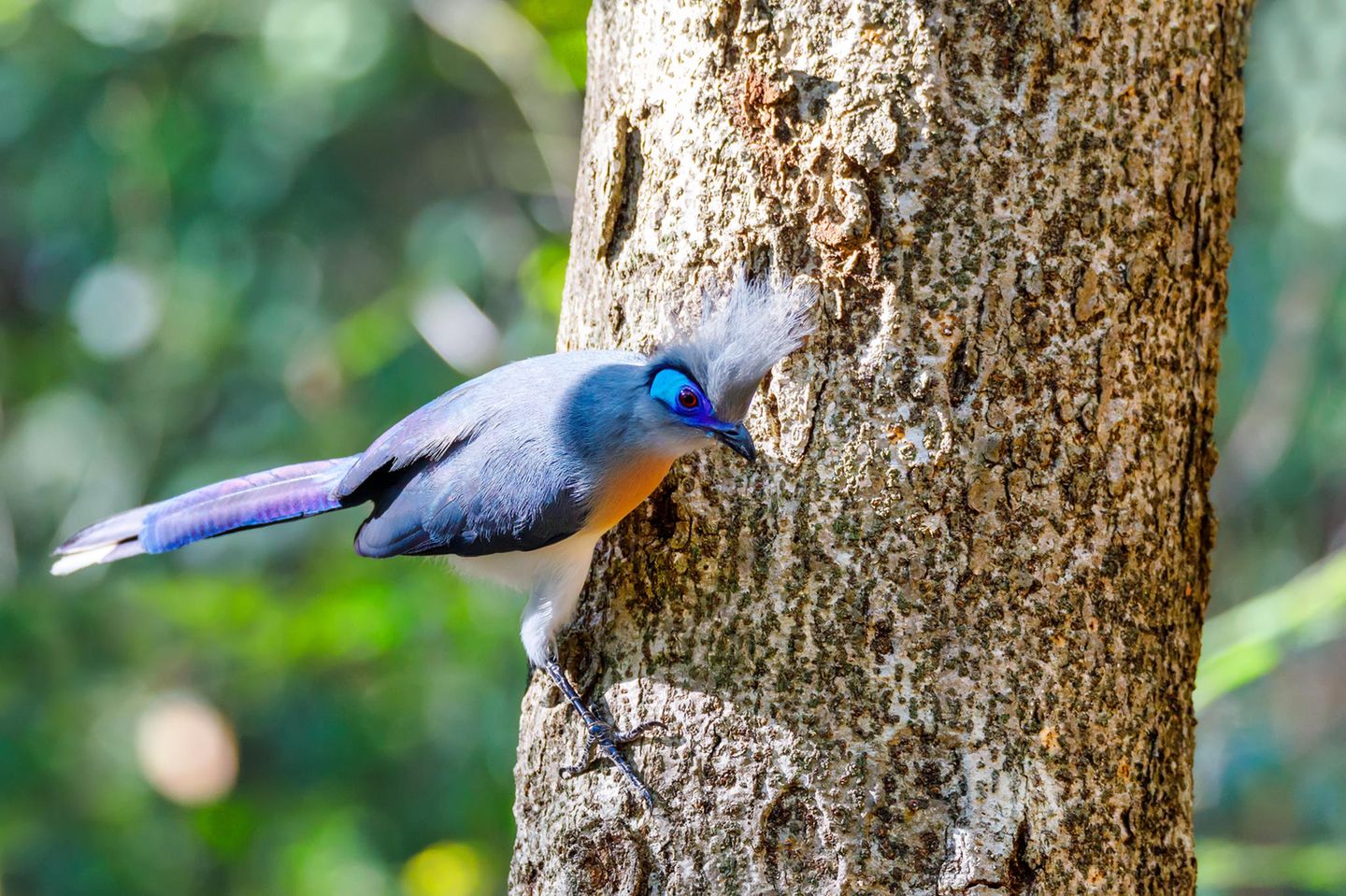 Besonders hübsch anzusehen ist der Spitzschopf-Seidenkuckuck (Coua cristata). Auch diese Tiere sind nur auf Madagaskar heimisch. Wie der Name schon sagt, zeichnen sich die 40 bis 44 Zentimeter großen Vögel zusätzlich zu ihrem hübschen Gefieder noch durch den charakteristischen Federschopf auf dem Kopf aus. Männchen und Weibchen unterscheiden sich bei dieser Vogelart optisch nicht, beide sind gleich schmuck anzusehen. Im Gegensatz zu anderen Kuckucksarten ziehen die Spitzschöpfe ihren eigenen Nachwuchs groß und verstecken ihre Eier nicht in fremden Nestern. 