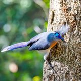 Besonders hübsch anzusehen ist der Spitzschopf-Seidenkuckuck (Coua cristata). Auch diese Tiere sind nur auf Madagaskar heimisch. Wie der Name schon sagt, zeichnen sich die 40 bis 44 Zentimeter großen Vögel zusätzlich zu ihrem hübschen Gefieder noch durch den charakteristischen Federschopf auf dem Kopf aus. Männchen und Weibchen unterscheiden sich bei dieser Vogelart optisch nicht, beide sind gleich schmuck anzusehen. Im Gegensatz zu anderen Kuckucksarten ziehen die Spitzschöpfe ihren eigenen Nachwuchs groß und verstecken ihre Eier nicht in fremden Nestern. 