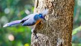 Besonders hübsch anzusehen ist der Spitzschopf-Seidenkuckuck (Coua cristata). Auch diese Tiere sind nur auf Madagaskar heimisch. Wie der Name schon sagt, zeichnen sich die 40 bis 44 Zentimeter großen Vögel zusätzlich zu ihrem hübschen Gefieder noch durch den charakteristischen Federschopf auf dem Kopf aus. Männchen und Weibchen unterscheiden sich bei dieser Vogelart optisch nicht, beide sind gleich schmuck anzusehen. Im Gegensatz zu anderen Kuckucksarten ziehen die Spitzschöpfe ihren eigenen Nachwuchs groß und verstecken ihre Eier nicht in fremden Nestern. 