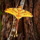 Wunderschön, leuchtend gelb und ein ziemlicher Kaventsmann: Der Kometenfalter (Argema mittrei) lebt in den Regenwäldern Madagaskars und bringt es auf eine Flügelspanne von bis zu 20 Zentimetern. Auch wenn er vielleicht aussieht wie ein Schmetterling, handelt es sich eigentlich um eine Motte. Deshalb ist der schön anzusehende Falter auch nachtaktiv. Einmal aus dem Kokon geschlüpft, bringen es die eindrucksvollen Tiere nur auf eine Lebenszeit von etwa vier bis sechs Tagen. In dieser Zeit nehmen sie kein Futter zu sich, sondern zehren von dem, was sie sich als Raupe angefressen haben. Während ihrer kurzen Lebenszeit als Falter gibt es nämlich nur ein Ziel: die Fortpflanzung.