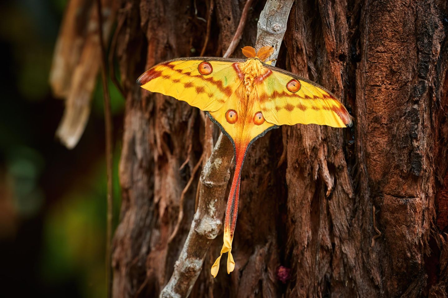 Wunderschön, leuchtend gelb und ein ziemlicher Kaventsmann: Der Kometenfalter (Argema mittrei) lebt in den Regenwäldern Madagaskars und bringt es auf eine Flügelspanne von bis zu 20 Zentimetern. Auch wenn er vielleicht aussieht wie ein Schmetterling, handelt es sich eigentlich um eine Motte. Deshalb ist der schön anzusehende Falter auch nachtaktiv. Einmal aus dem Kokon geschlüpft, bringen es die eindrucksvollen Tiere nur auf eine Lebenszeit von etwa vier bis sechs Tagen. In dieser Zeit nehmen sie kein Futter zu sich, sondern zehren von dem, was sie sich als Raupe angefressen haben. Während ihrer kurzen Lebenszeit als Falter gibt es nämlich nur ein Ziel: die Fortpflanzung.