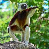 Charakteristisch für den Coquerel-Sifaka (Propithecus coquereli) ist die aufrechte Körperhaltung. Die tagaktiven Tiere unterscheiden sich darin von anderen Angehörigen der Familie der Lemuren. Sie klettern und springen aufrecht von Ast zu Ast, und auch auf dem Boden bewegen sie sich so fort – meist hüpfen sie dann auf zwei Beinen, ähnlich wie Kängurus. Coquerel-Sifakas können bis zu 50 Zentimeter groß werden und ungefähr vier Kilogramm wiegen. Auf ihrem Speiseplan stehen vor allem Blätter, Blüten, Knospen, Früchte, Rinde und Totholz. Ihr madagassischer Name "Sifaka" rührt vom charakteristischen Ruf her, den die Tiere beim Springen von Baum zu Baum von sich geben. Lautmalerisch wird dieser oft als "shif-auk" wiedergegeben. Die Art gilt als vom Aussterben bedroht. 