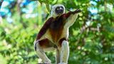 Charakteristisch für den Coquerel-Sifaka (Propithecus coquereli) ist die aufrechte Körperhaltung. Die tagaktiven Tiere unterscheiden sich darin von anderen Angehörigen der Familie der Lemuren. Sie klettern und springen aufrecht von Ast zu Ast, und auch auf dem Boden bewegen sie sich so fort – meist hüpfen sie dann auf zwei Beinen, ähnlich wie Kängurus. Coquerel-Sifakas können bis zu 50 Zentimeter groß werden und ungefähr vier Kilogramm wiegen. Auf ihrem Speiseplan stehen vor allem Blätter, Blüten, Knospen, Früchte, Rinde und Totholz. Ihr madagassischer Name "Sifaka" rührt vom charakteristischen Ruf her, den die Tiere beim Springen von Baum zu Baum von sich geben. Lautmalerisch wird dieser oft als "shif-auk" wiedergegeben. Die Art gilt als vom Aussterben bedroht. 