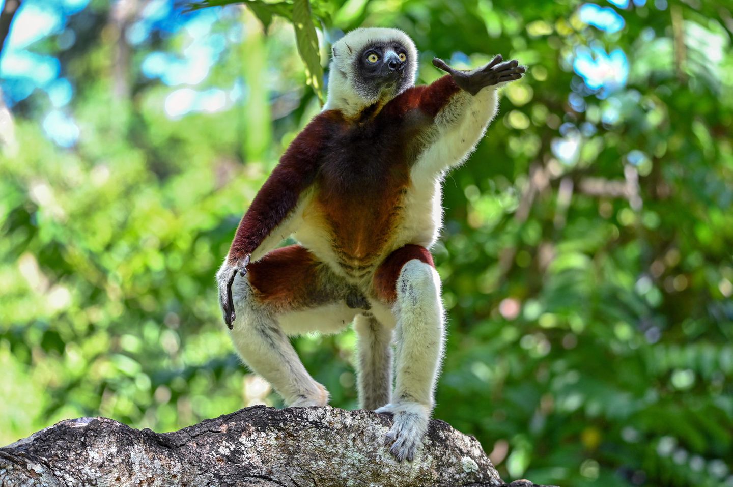 Charakteristisch für den Coquerel-Sifaka (Propithecus coquereli) ist die aufrechte Körperhaltung. Die tagaktiven Tiere unterscheiden sich darin von anderen Angehörigen der Familie der Lemuren. Sie klettern und springen aufrecht von Ast zu Ast, und auch auf dem Boden bewegen sie sich so fort – meist hüpfen sie dann auf zwei Beinen, ähnlich wie Kängurus. Coquerel-Sifakas können bis zu 50 Zentimeter groß werden und ungefähr vier Kilogramm wiegen. Auf ihrem Speiseplan stehen vor allem Blätter, Blüten, Knospen, Früchte, Rinde und Totholz. Ihr madagassischer Name "Sifaka" rührt vom charakteristischen Ruf her, den die Tiere beim Springen von Baum zu Baum von sich geben. Lautmalerisch wird dieser oft als "shif-auk" wiedergegeben. Die Art gilt als vom Aussterben bedroht. 