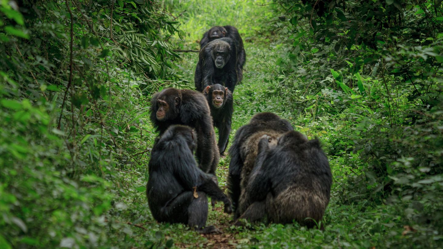 Sozialverhalten: Evolution des Miteinanders: Bei Schimpansen ist Pinkeln ansteckend