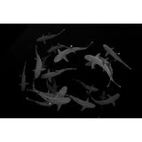 An einem einsamen Unterwasserfelsen der Revillagigedo-Inseln, 800 Kilometer vor der mexikanischen Küste im Ostpazifik, finden sich in der Abenddämmerung Dutzende Weißspitzen-Riffhaie ein. Die eleganten und wendigen Jäger stellen Krebsen und Tintenfischen am Riff oft als Gruppe nach.