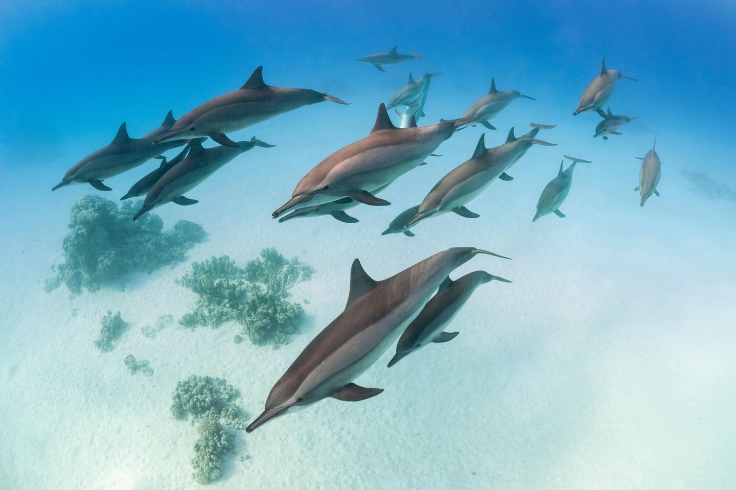 Vor der Küste Ägyptens, in der Marsa-Alam-Region, zieht eine Gruppe Delfine langsam über den Sandboden. Es ist früh am Morgen. Auf Memeht Gungen, den Fotografen, wirken die Tiere, als würden sie schlafen. "Das Sataya-Riff ist berühmt dafür, dass Delfin-Schulen hier das ganze Jahre über bleiben", berichtet er. 