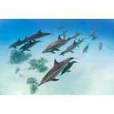 Vor der Küste Ägyptens, in der Marsa-Alam-Region, zieht eine Gruppe Delfine langsam über den Sandboden. Es ist früh am Morgen. Auf Memeht Gungen, den Fotografen, wirken die Tiere, als würden sie schlafen. "Das Sataya-Riff ist berühmt dafür, dass Delfin-Schulen hier das ganze Jahre über bleiben", berichtet er. 